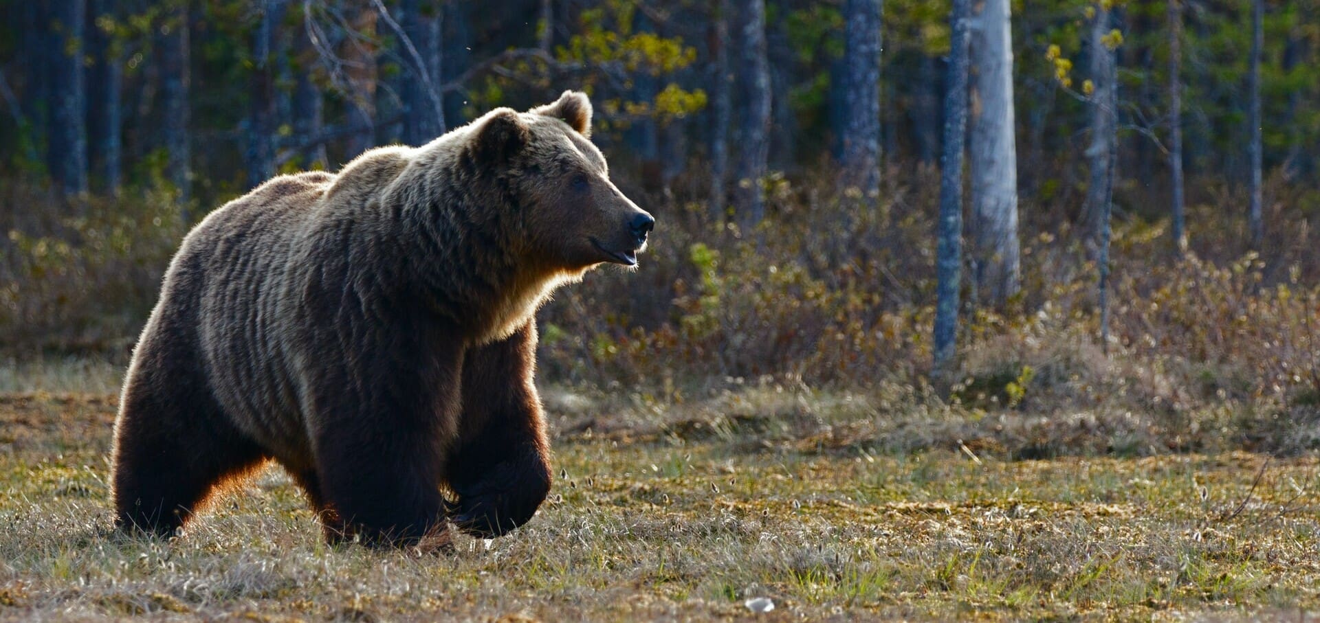 What to do if you see a bear: How to stay safe