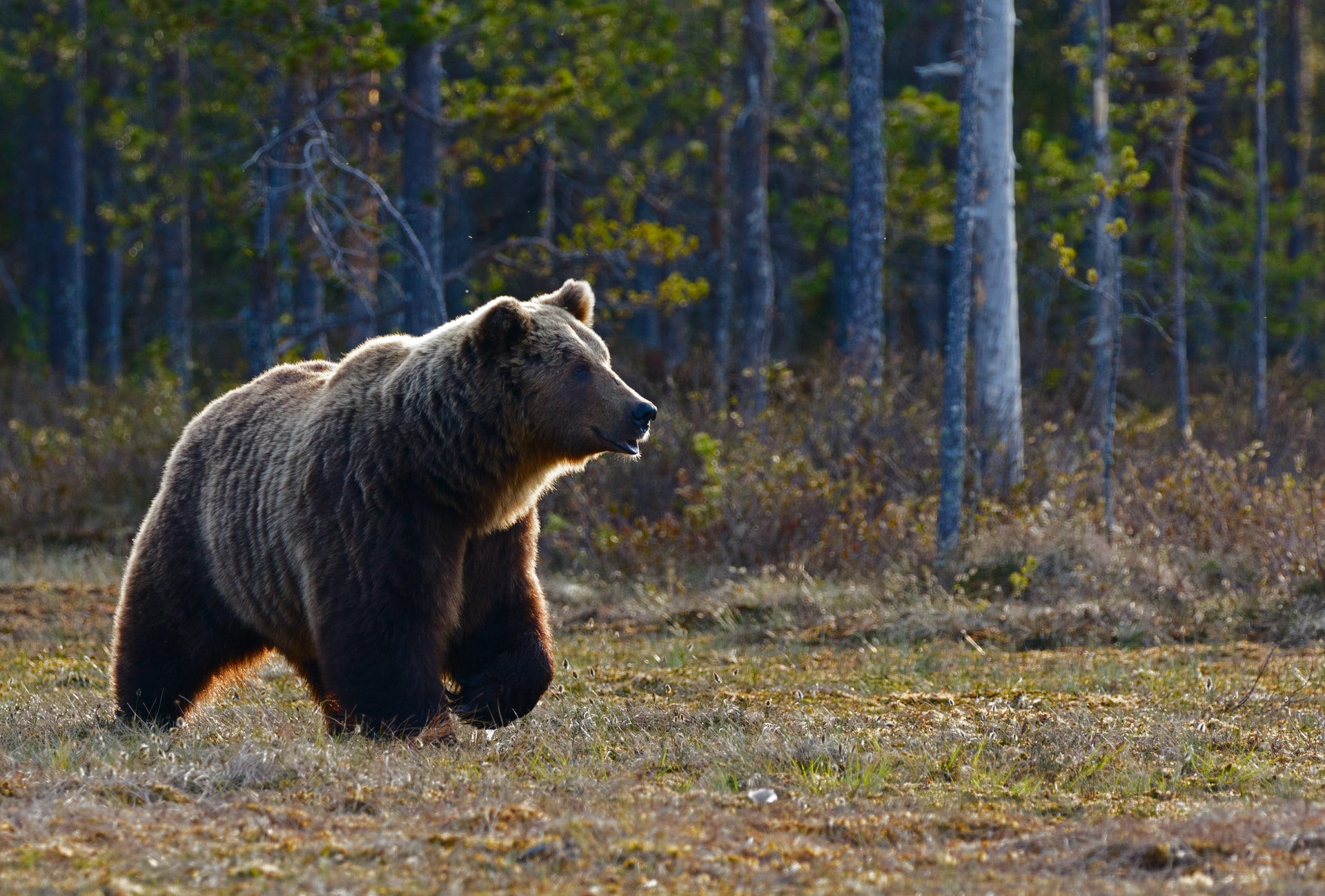 The Good, the Bad, and the Grizzly, What to Do if You Encounter a Bear, Nature