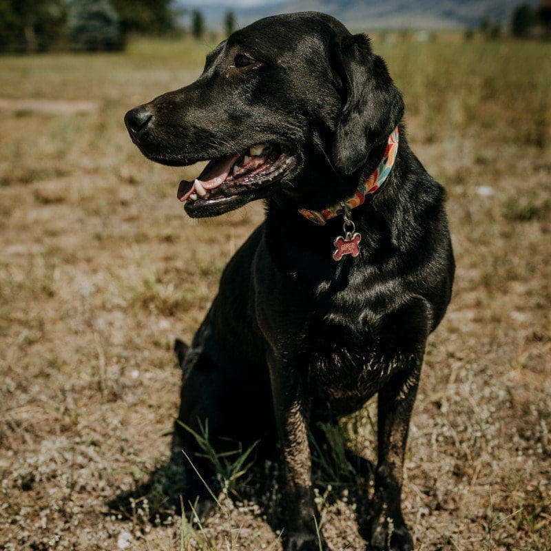 piper_7-30-19