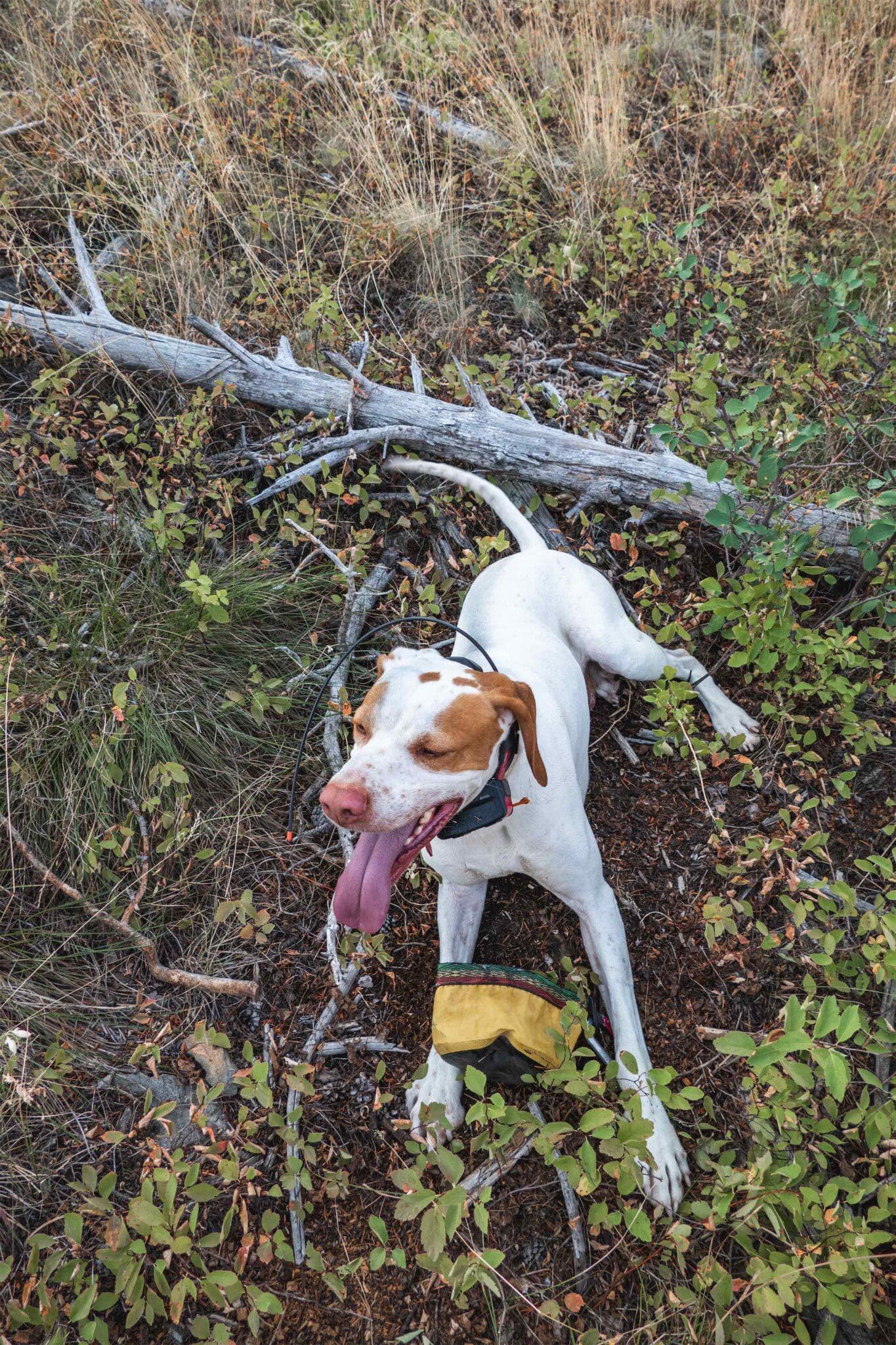 Your Overland Vehicle = the Perfect Setup for Upland Bird Hunting